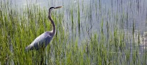 Crane standing in tall grass